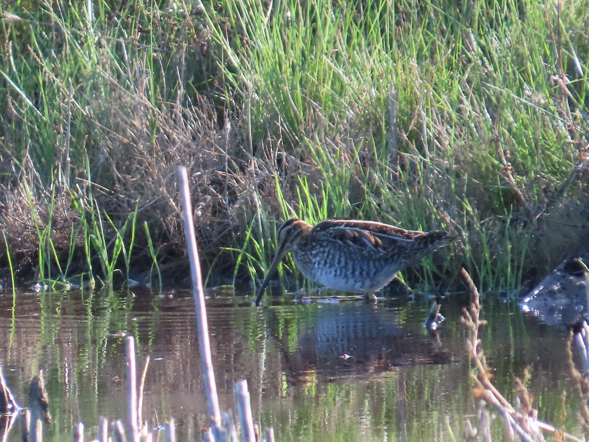 Wilson's Snipe - ML611327836