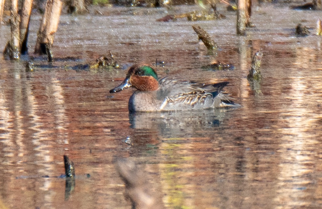 Green-winged Teal - ML611327905