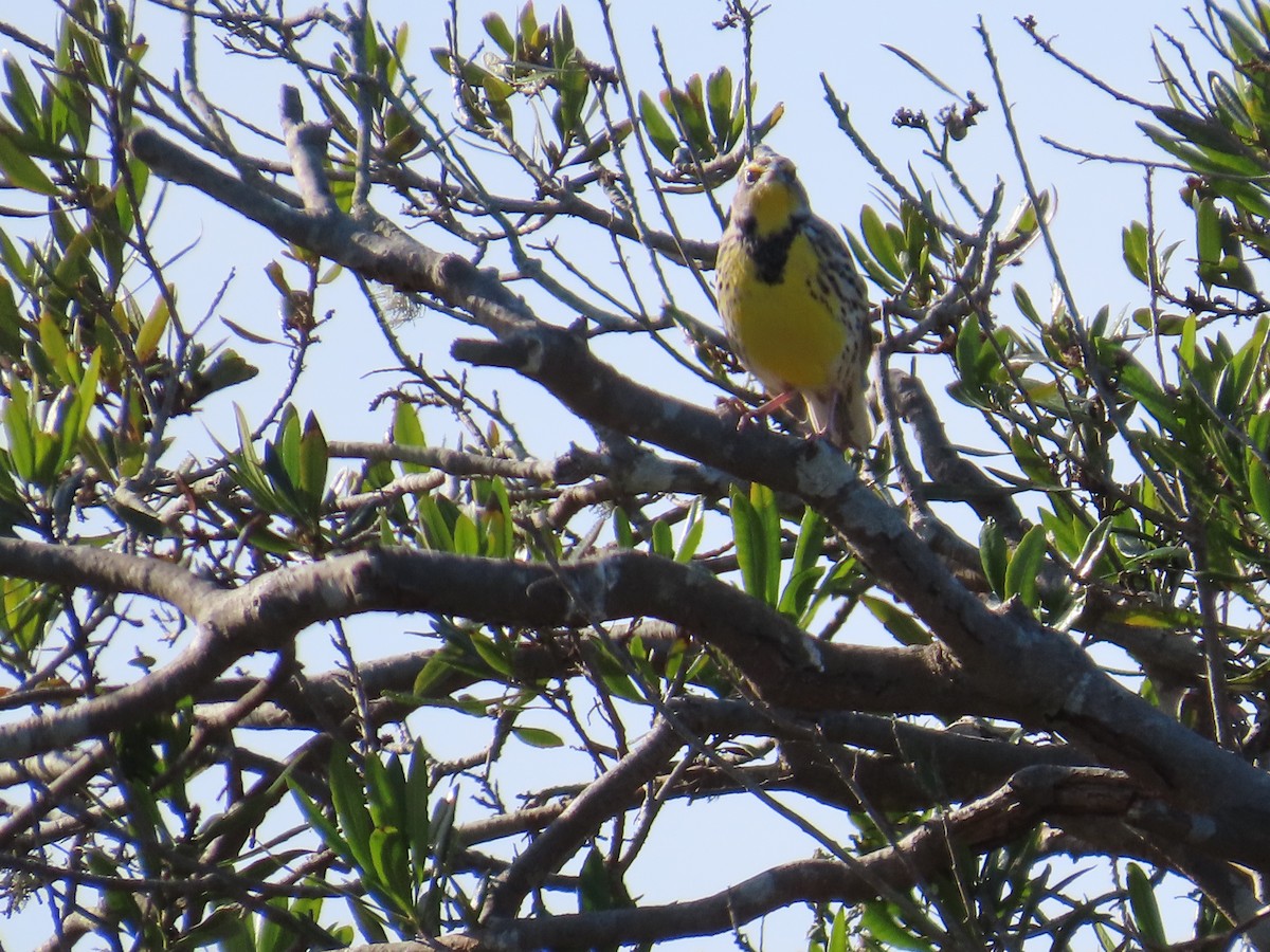 Western Meadowlark - ML611327919