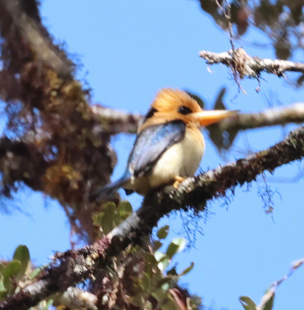 Mountain Kingfisher - ML611328138