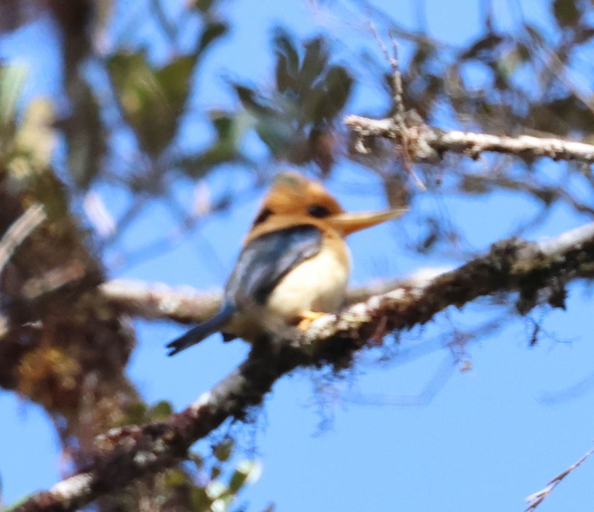 Mountain Kingfisher - ML611328139