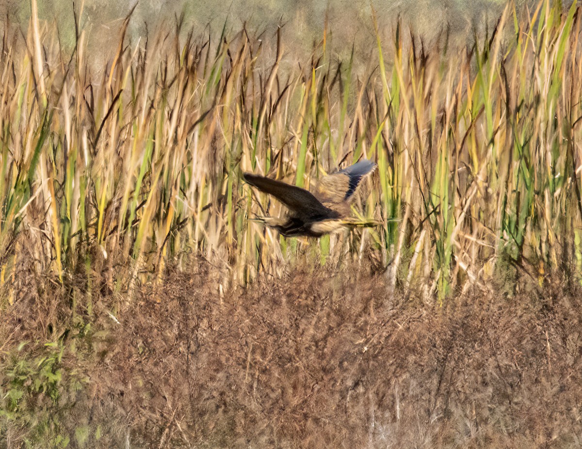 American Bittern - Matthew Dell