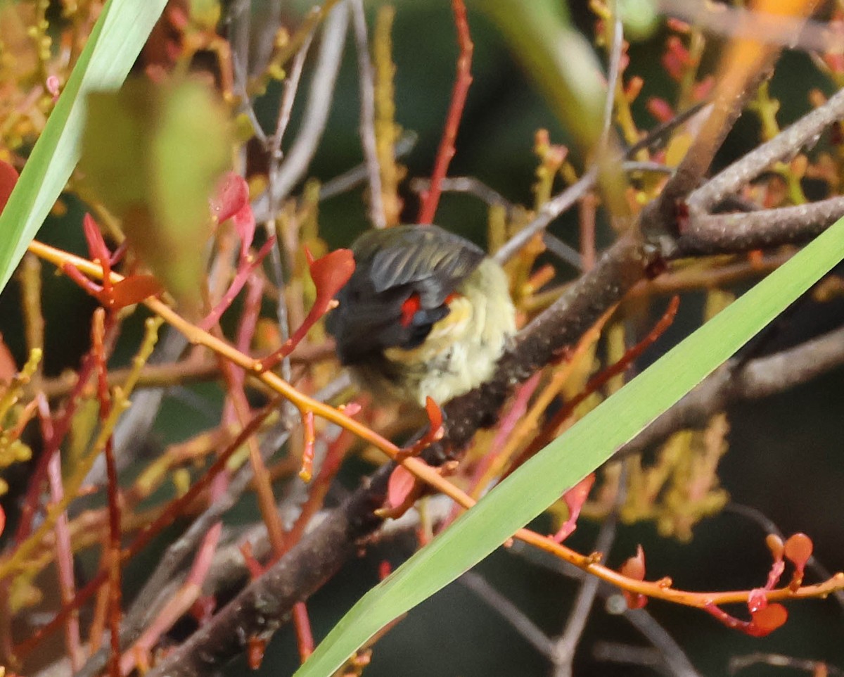Red-capped Flowerpecker - David Bates