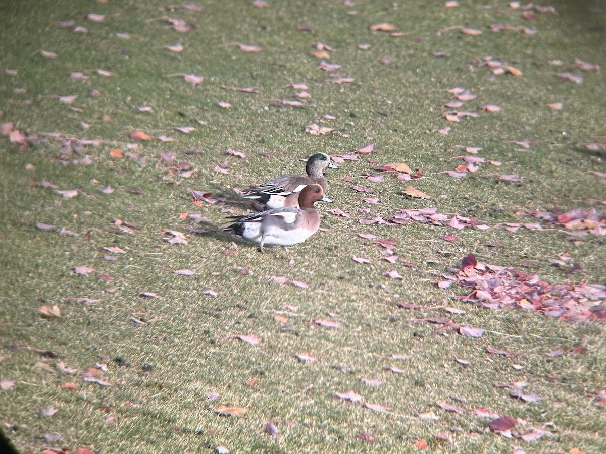 Eurasian Wigeon - ML611328262