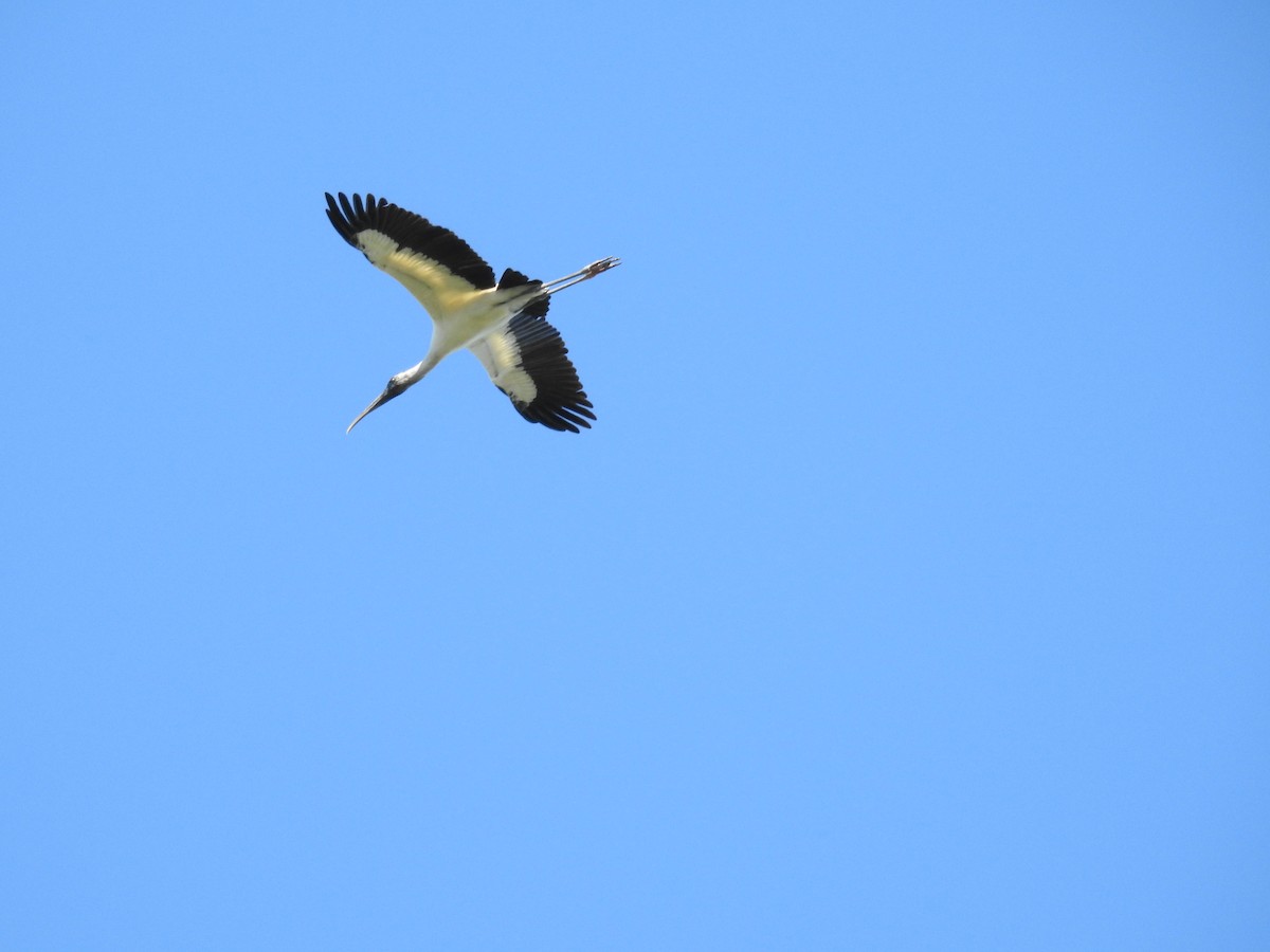 Wood Stork - ML611328300