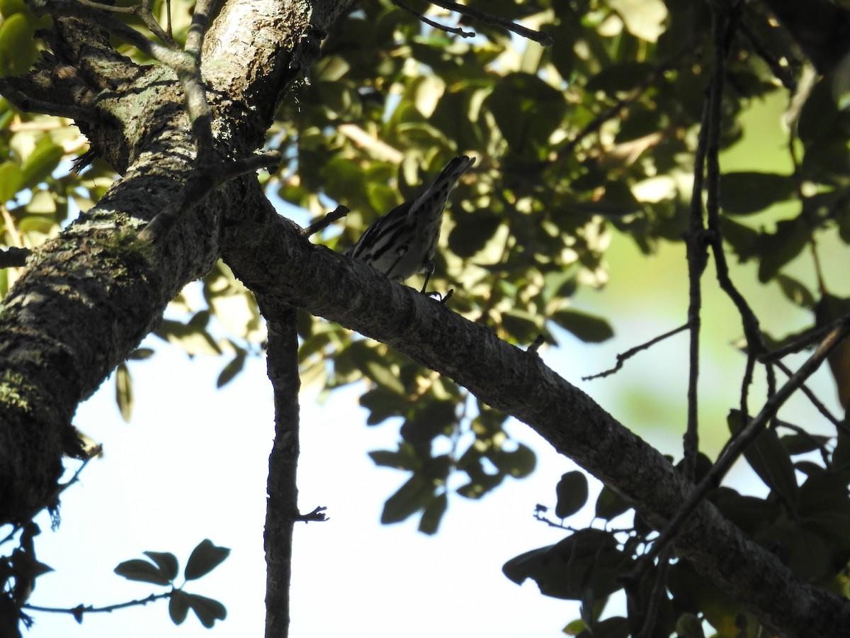 Black-and-white Warbler - Michael Weisensee