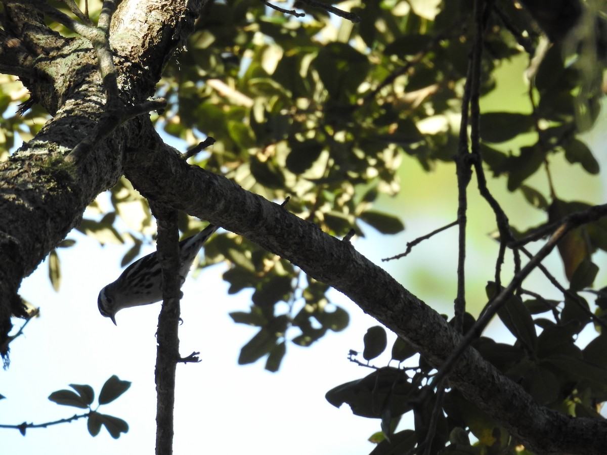 Black-and-white Warbler - Michael Weisensee