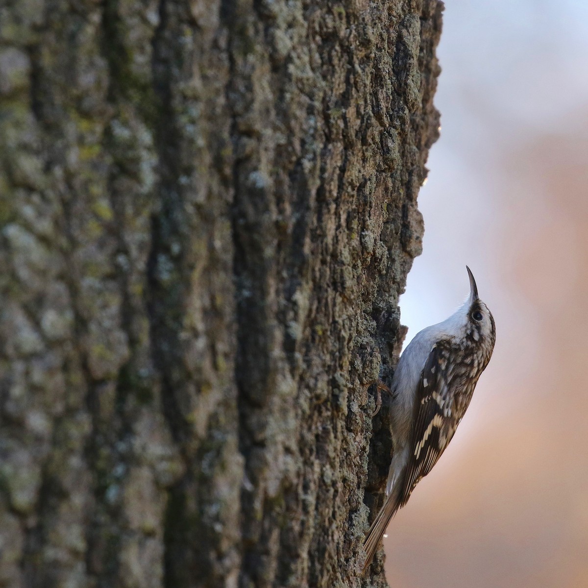 Brown Creeper - ML611328326