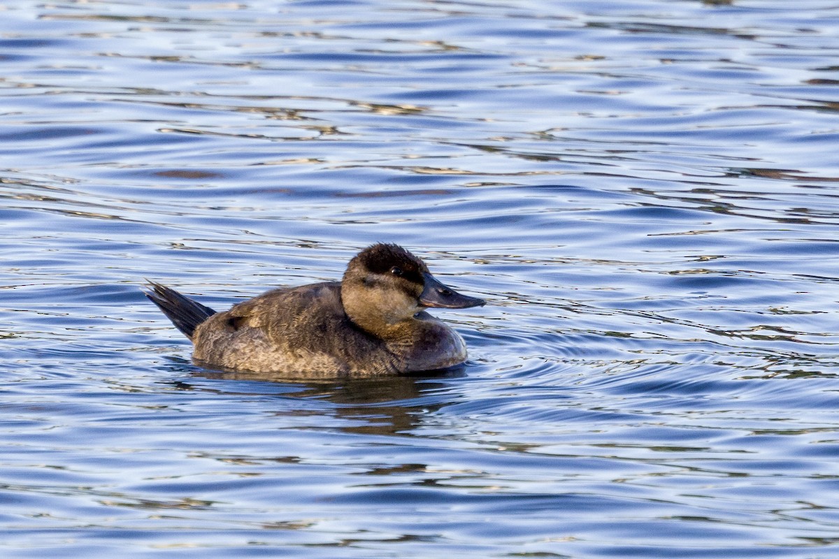 Ruddy Duck - Bill Massaro