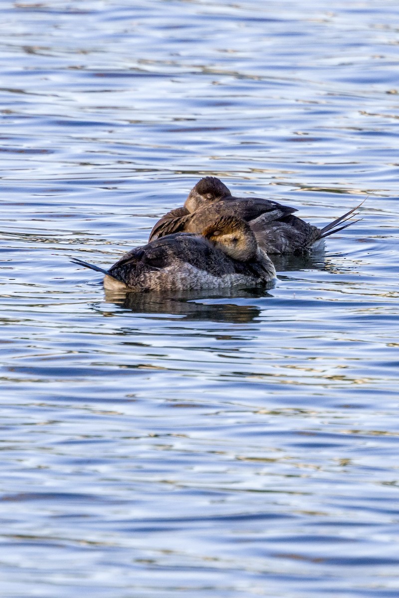 Ruddy Duck - ML611328339