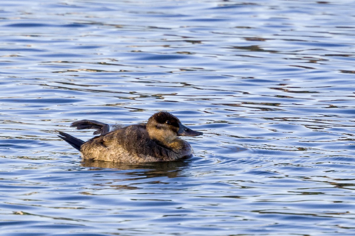 Ruddy Duck - Bill Massaro