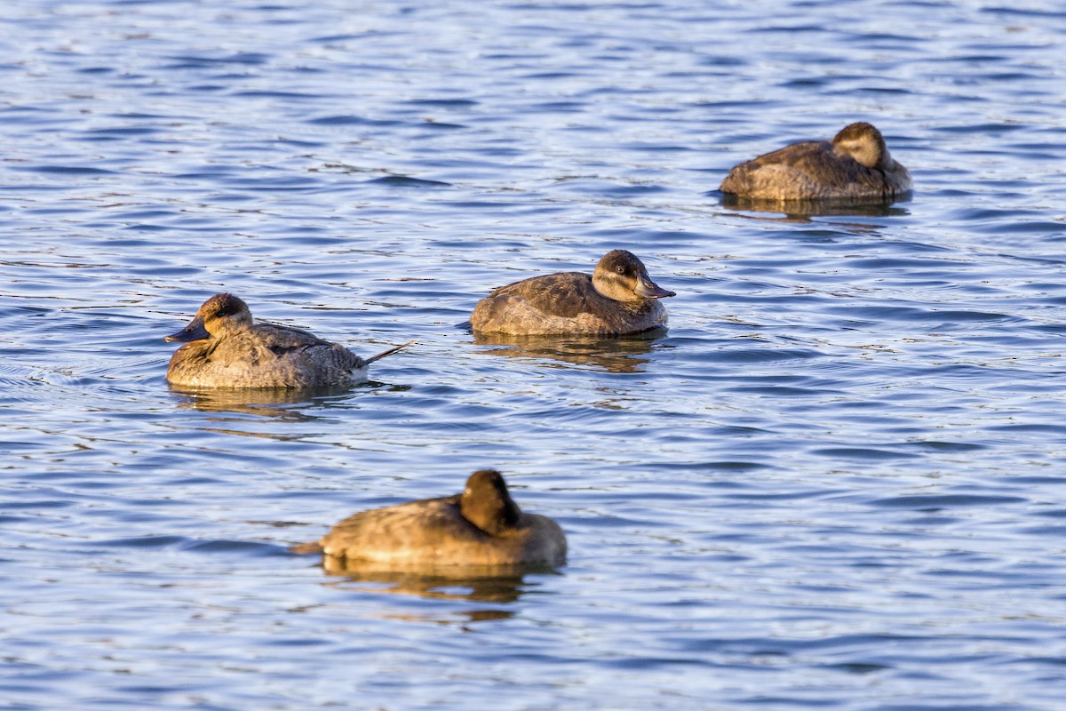 Ruddy Duck - Bill Massaro