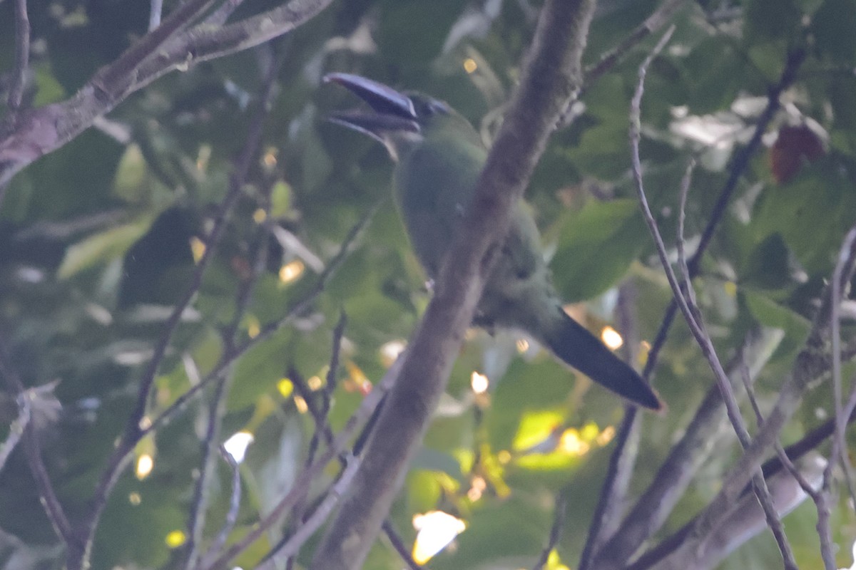 Tepui Toucanet - ML611328356