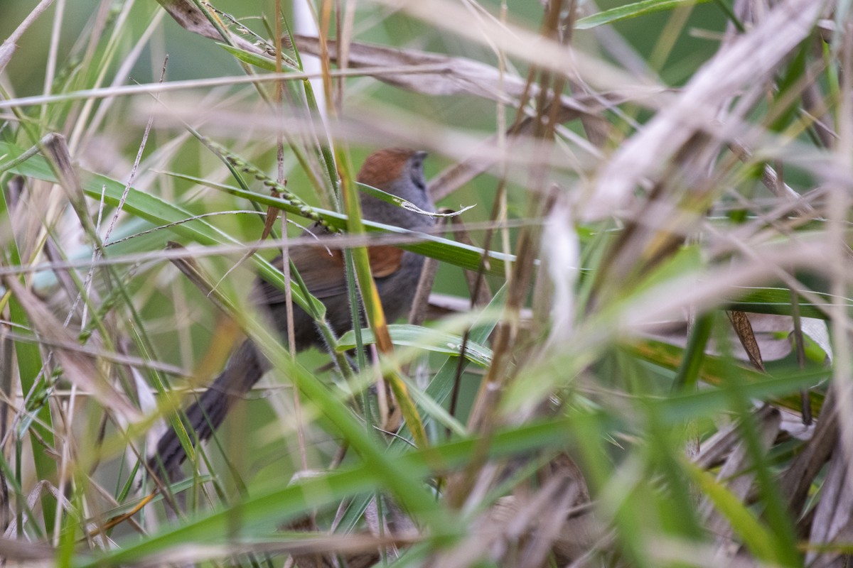 Cinereous-breasted Spinetail - ML611328457