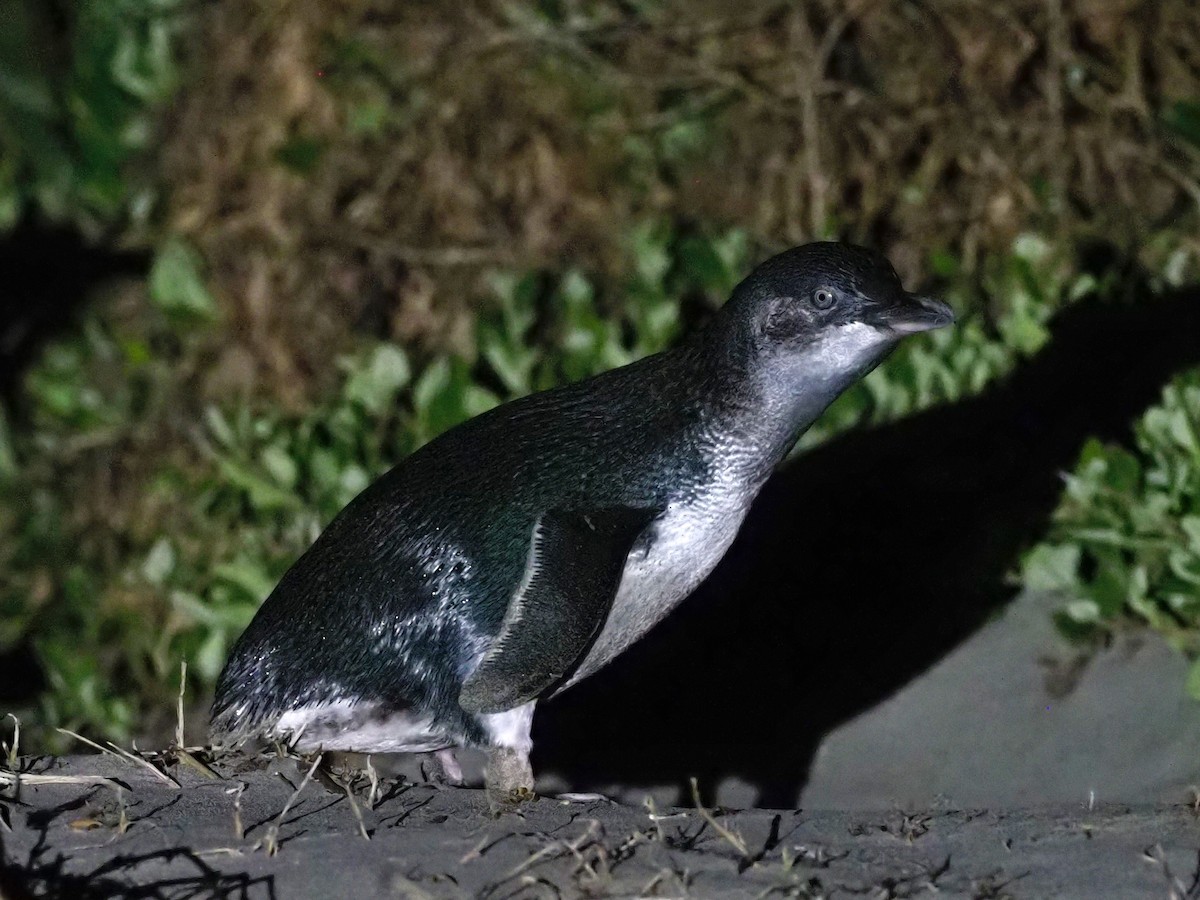 Малый пингвин - ML611328604