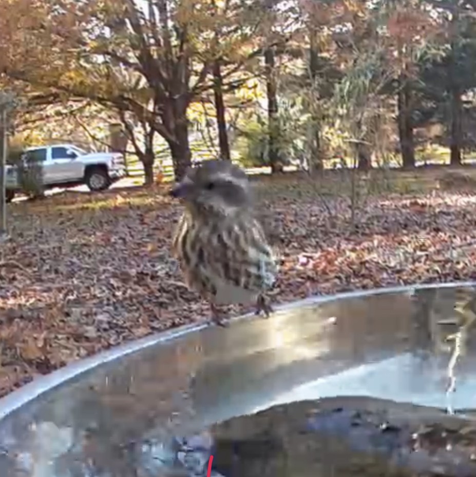 Purple Finch - ML611328614