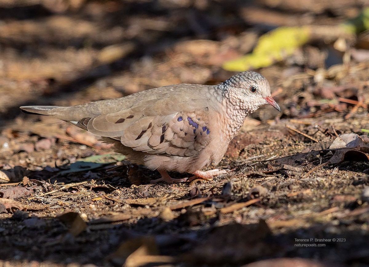 Common Ground Dove - Terence Brashear