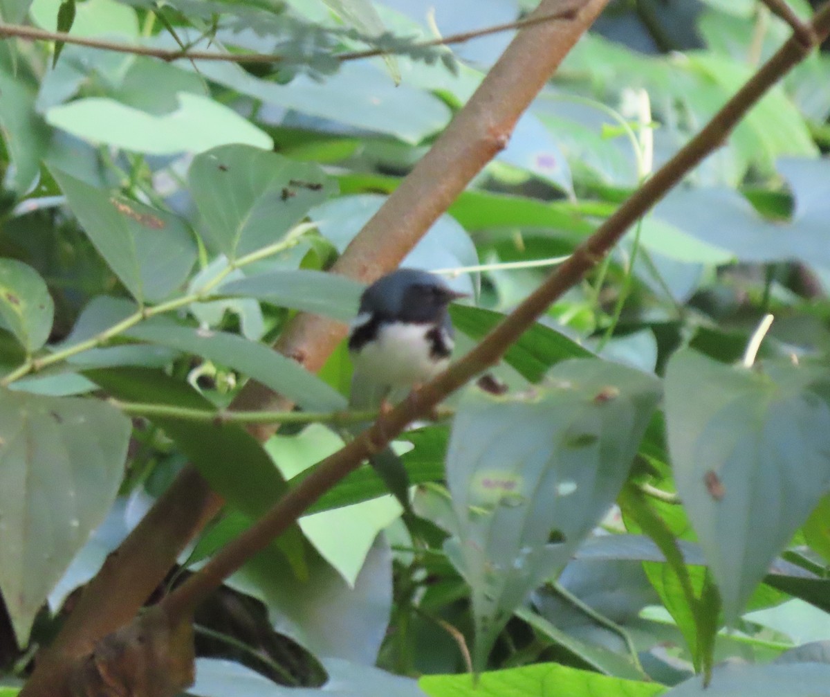 Black-throated Blue Warbler - ML611328713