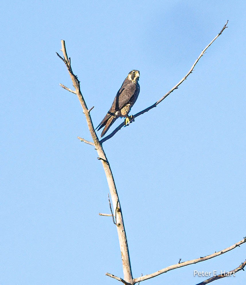 Peregrine Falcon - ML611328748