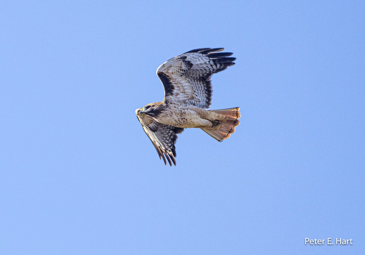 Red-tailed Hawk - ML611328769