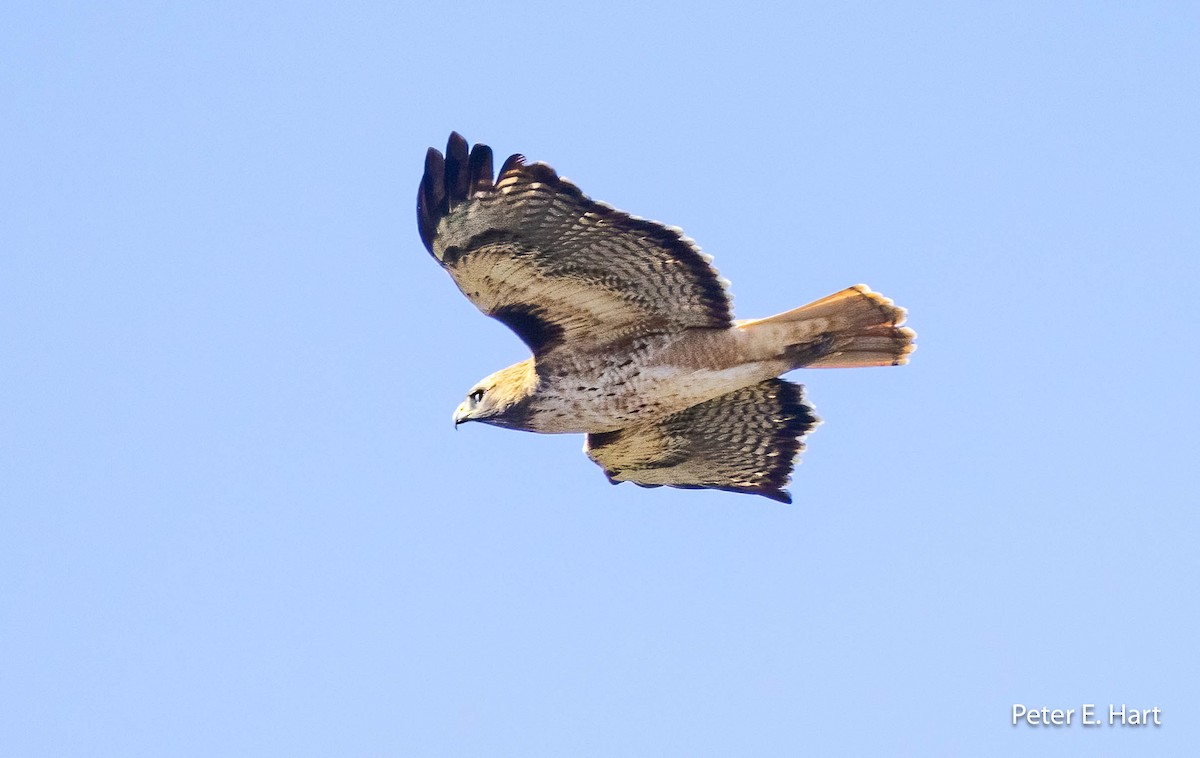 Red-tailed Hawk - ML611328770