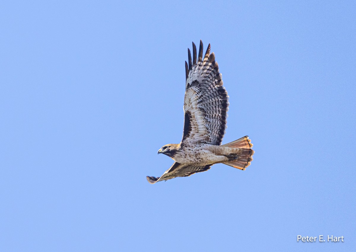 Red-tailed Hawk - ML611328771