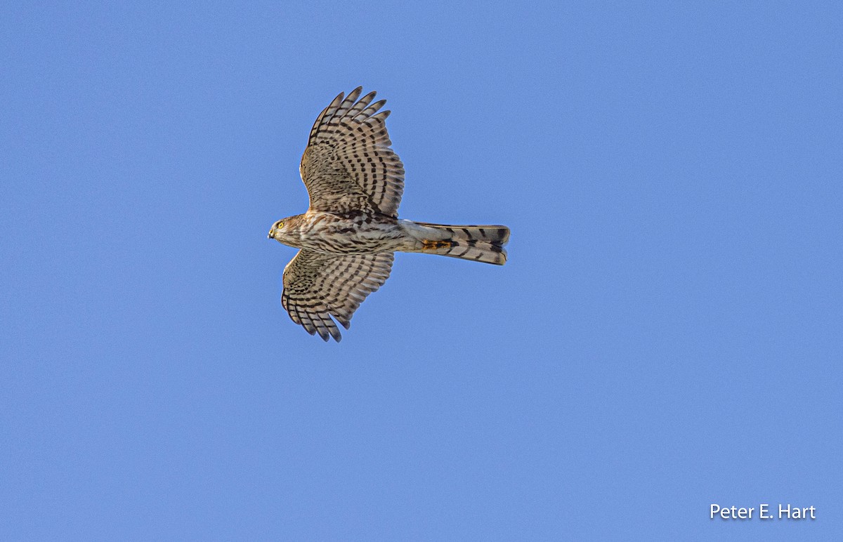 Sharp-shinned Hawk - ML611328782