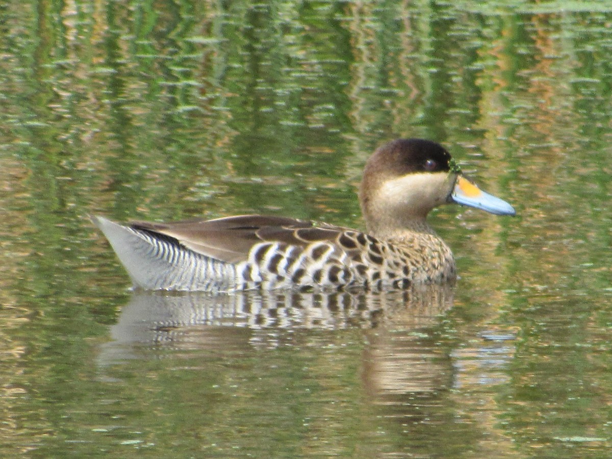 Silver Teal - Ricardo Lau