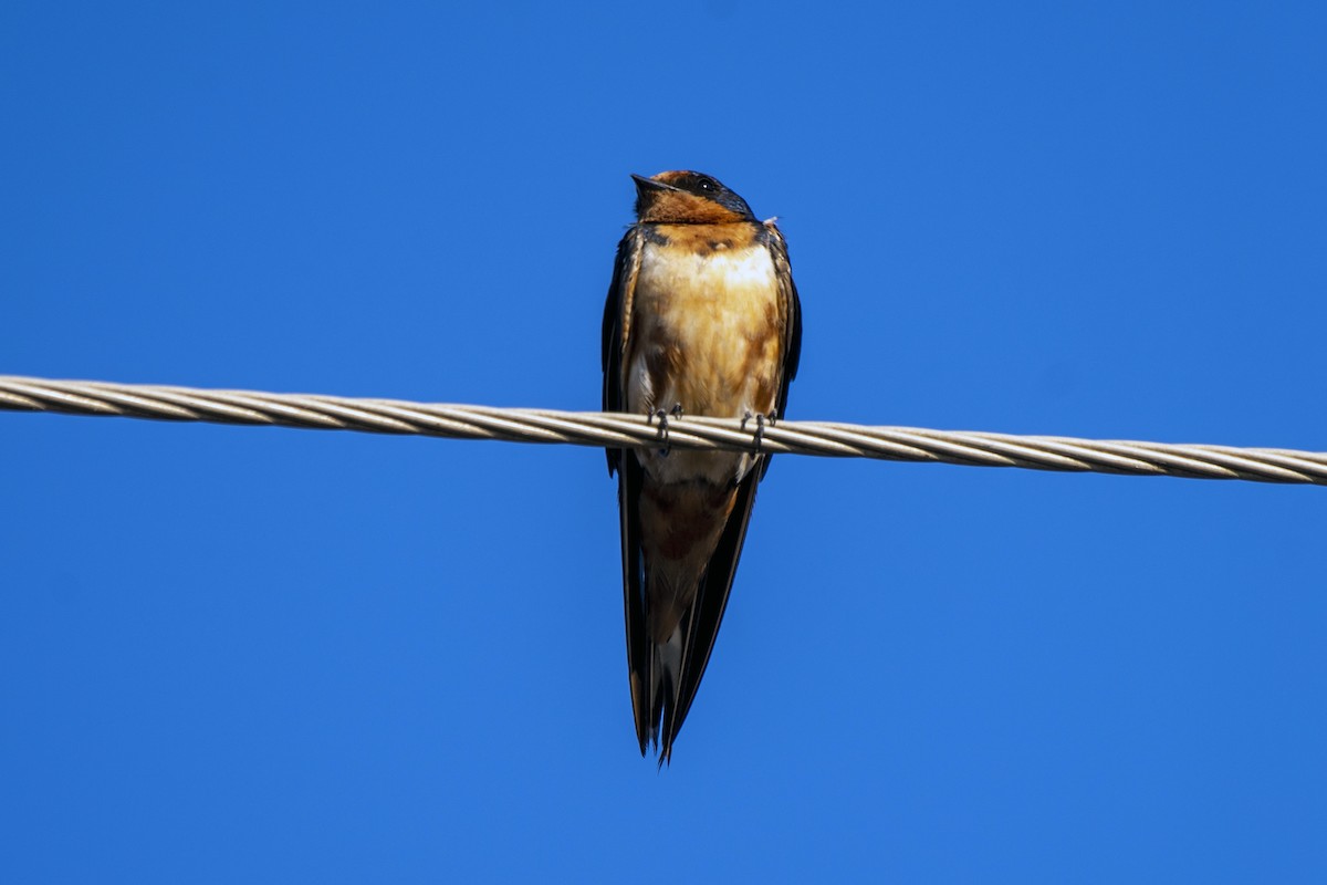 Golondrina Común - ML611329026