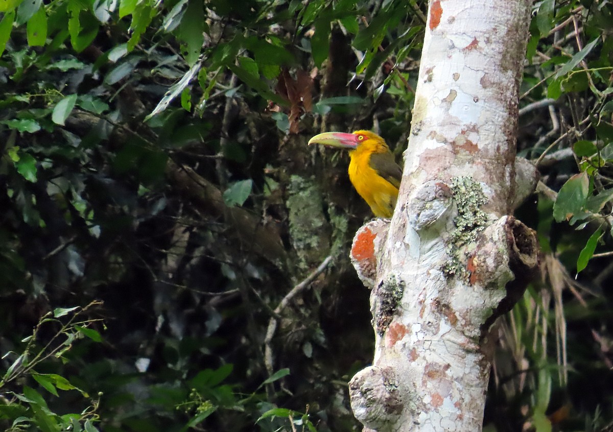 Saffron Toucanet - Kathy Carroll