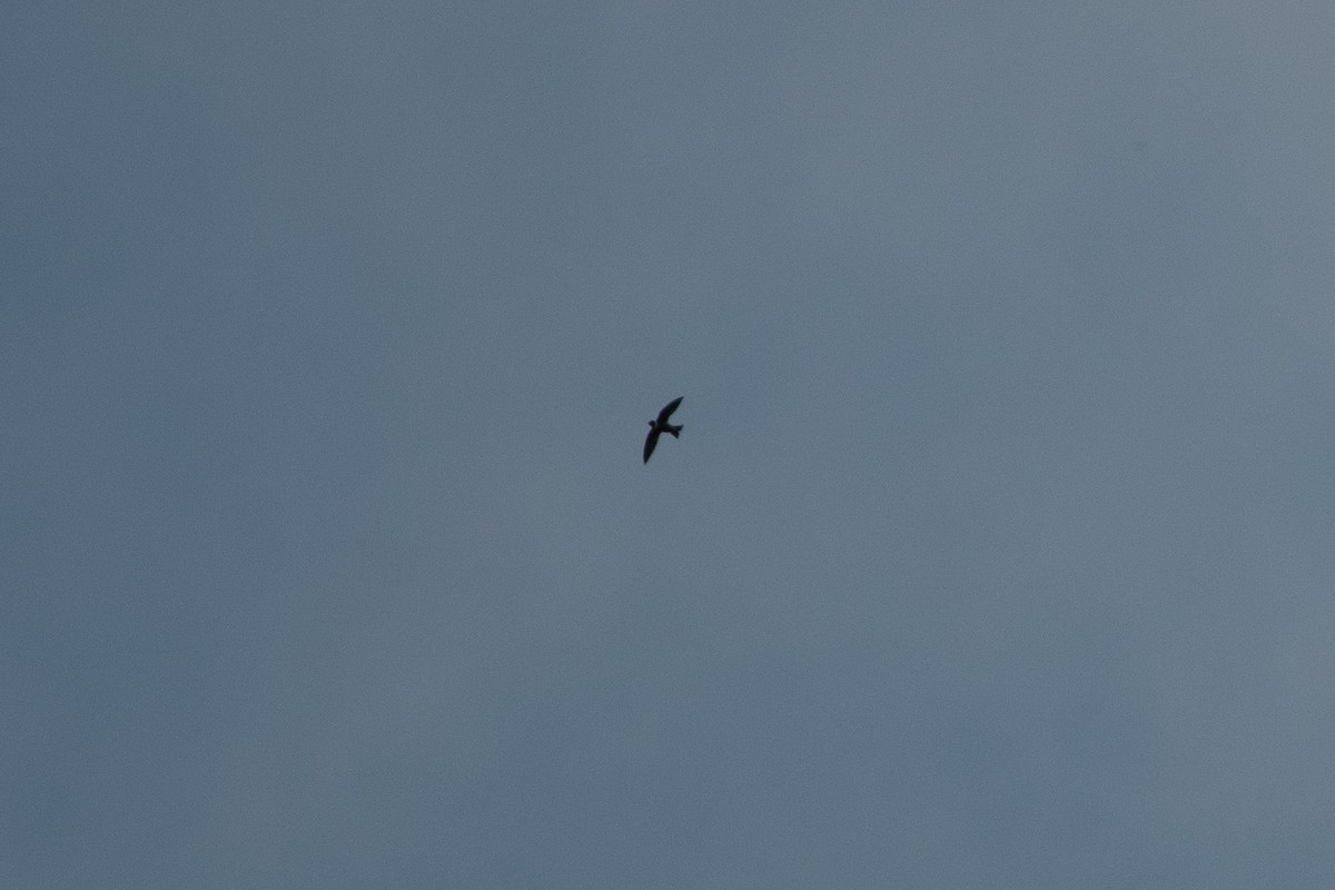 White-collared Swift - Ivani Martínez Paredes