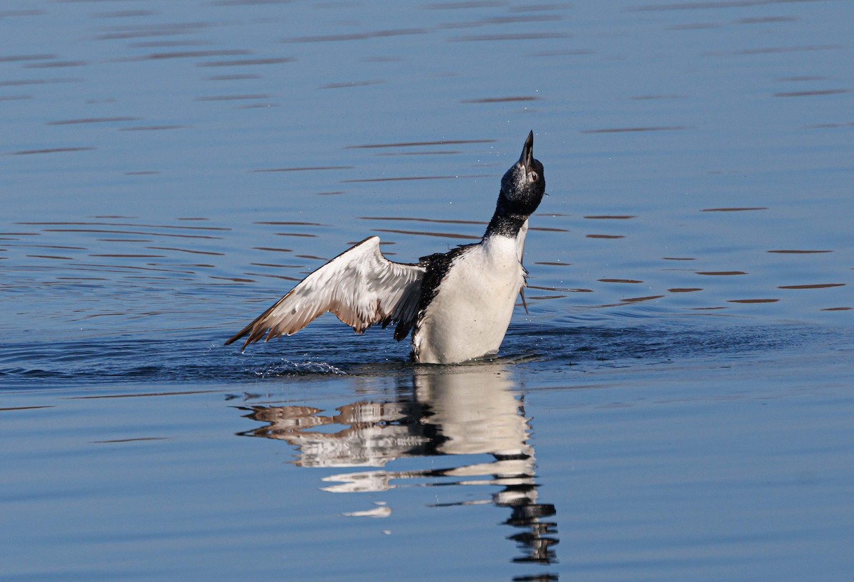 Common Loon - Jeffrey Barnum