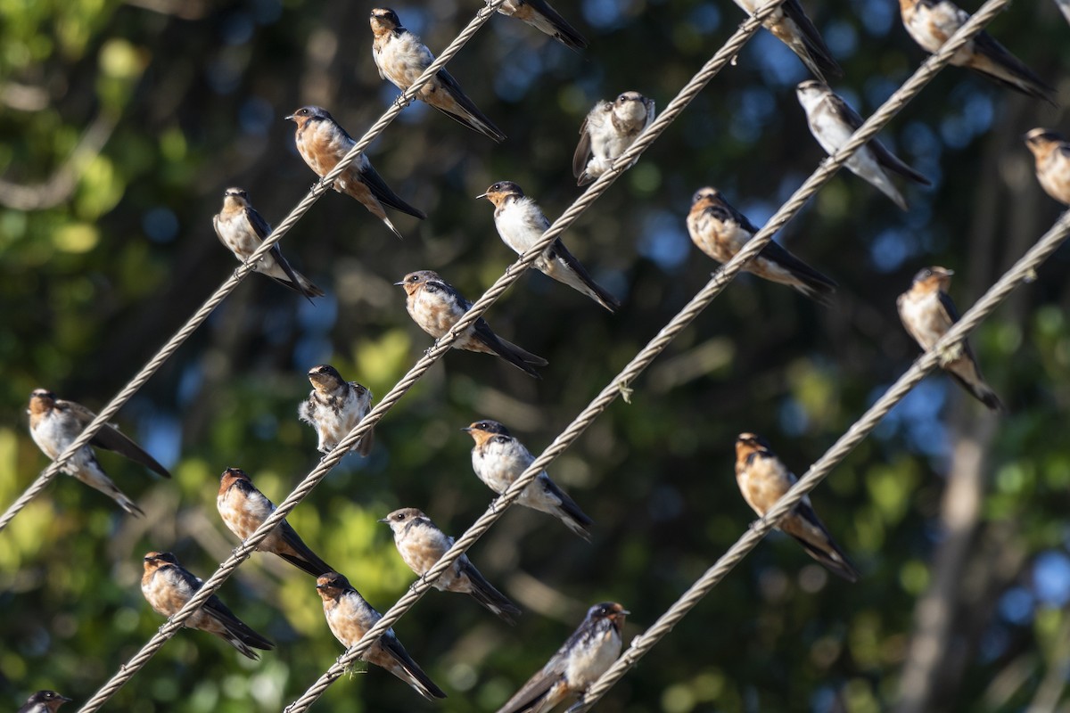 Golondrina Común - ML611329119