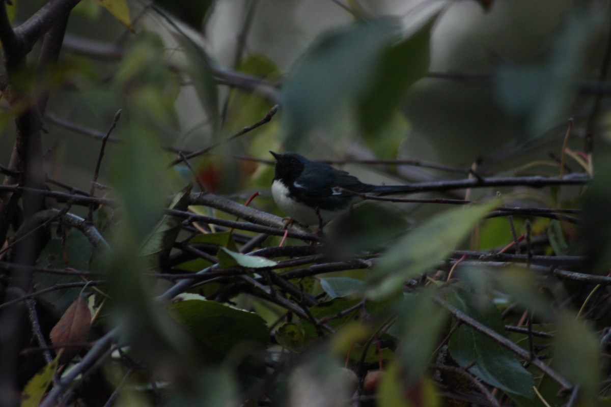 Black-throated Blue Warbler - ML611329122