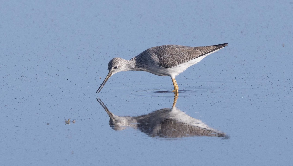 Greater Yellowlegs - Jeffrey Barnum