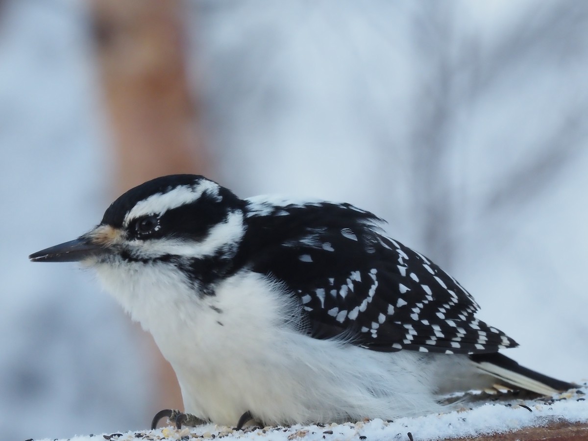 Hairy Woodpecker - ML611329145