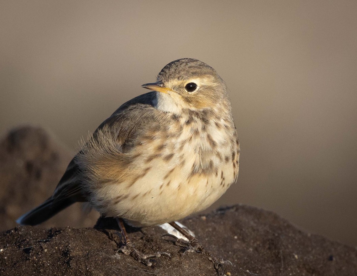 American Pipit - Jeffrey Barnum