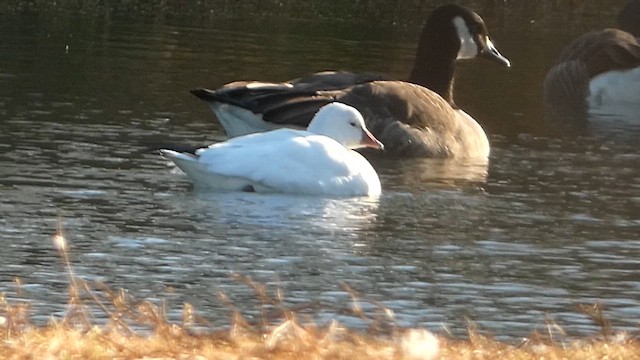 Ross's Goose - ML611329209