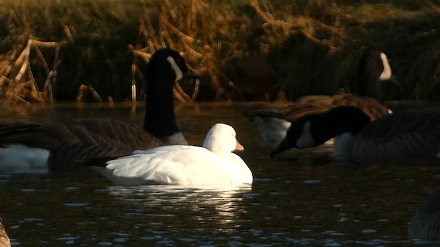 Ross's Goose - ML611329213