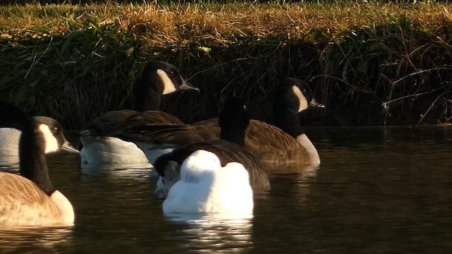 Ross's Goose - ML611329214