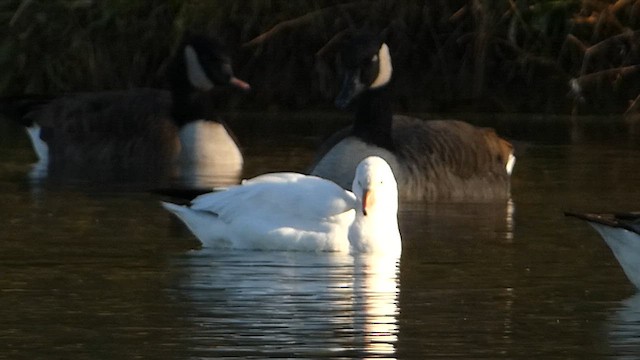 Ross's Goose - ML611329240