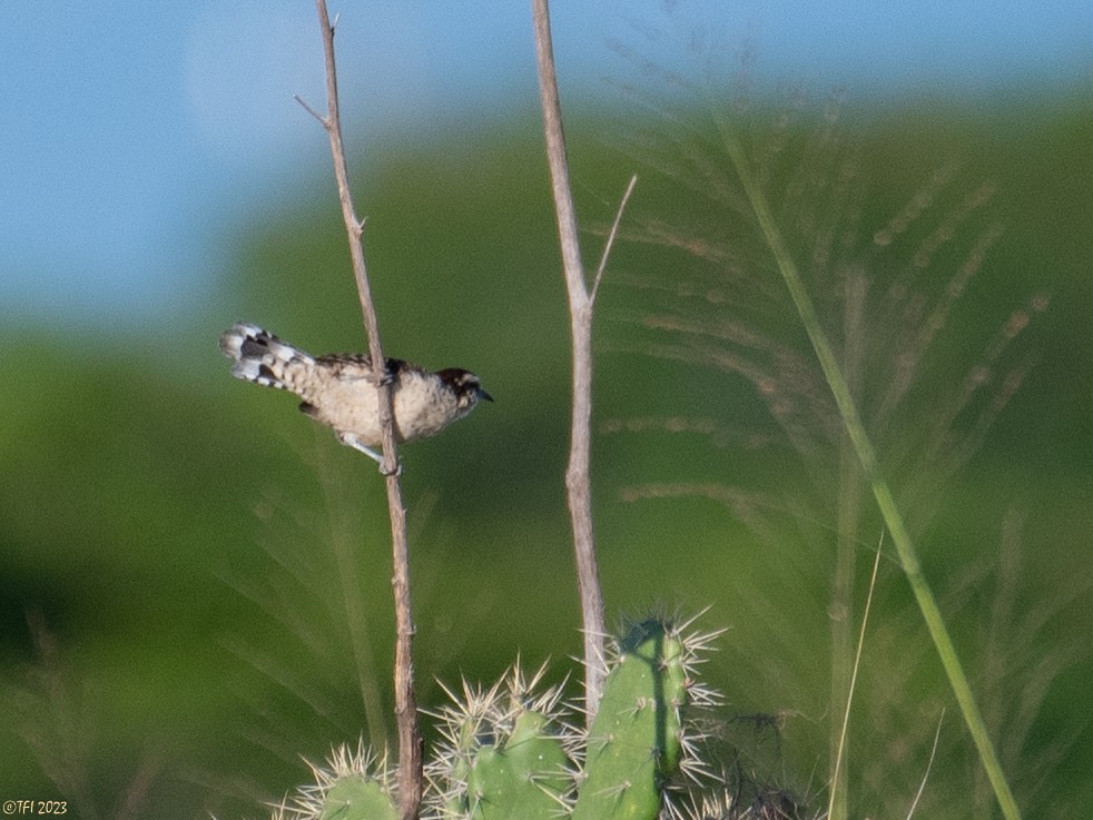 Rufous-naped Wren (Veracruz) - T I