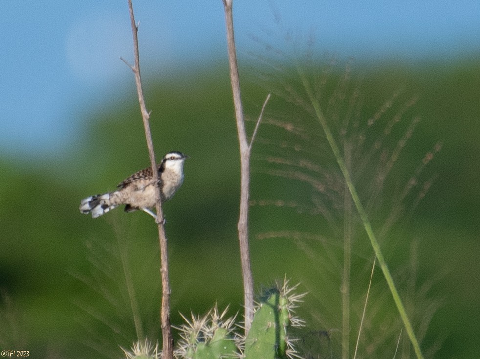 Rufous-naped Wren (Veracruz) - ML611329254