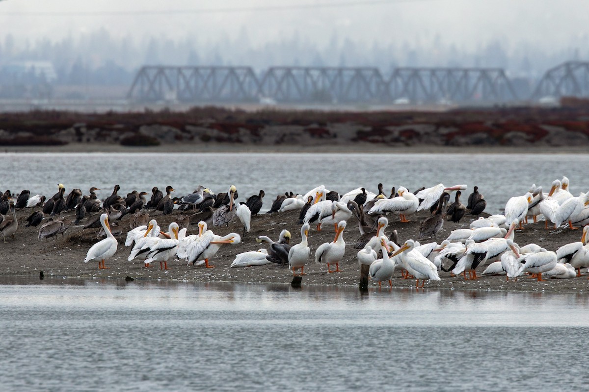 Glaucous Gull - ML611329262