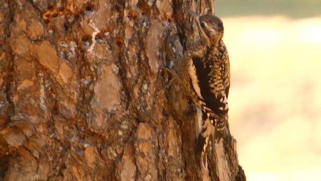 Yellow-bellied Sapsucker - ML611329280