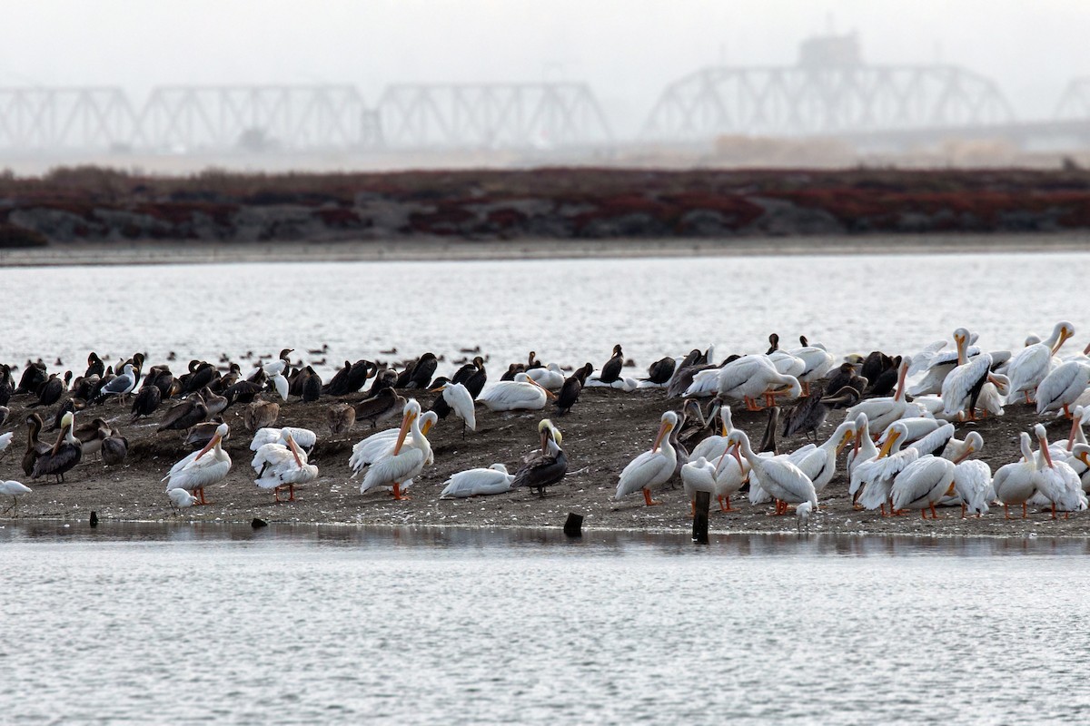 American White Pelican - ML611329297