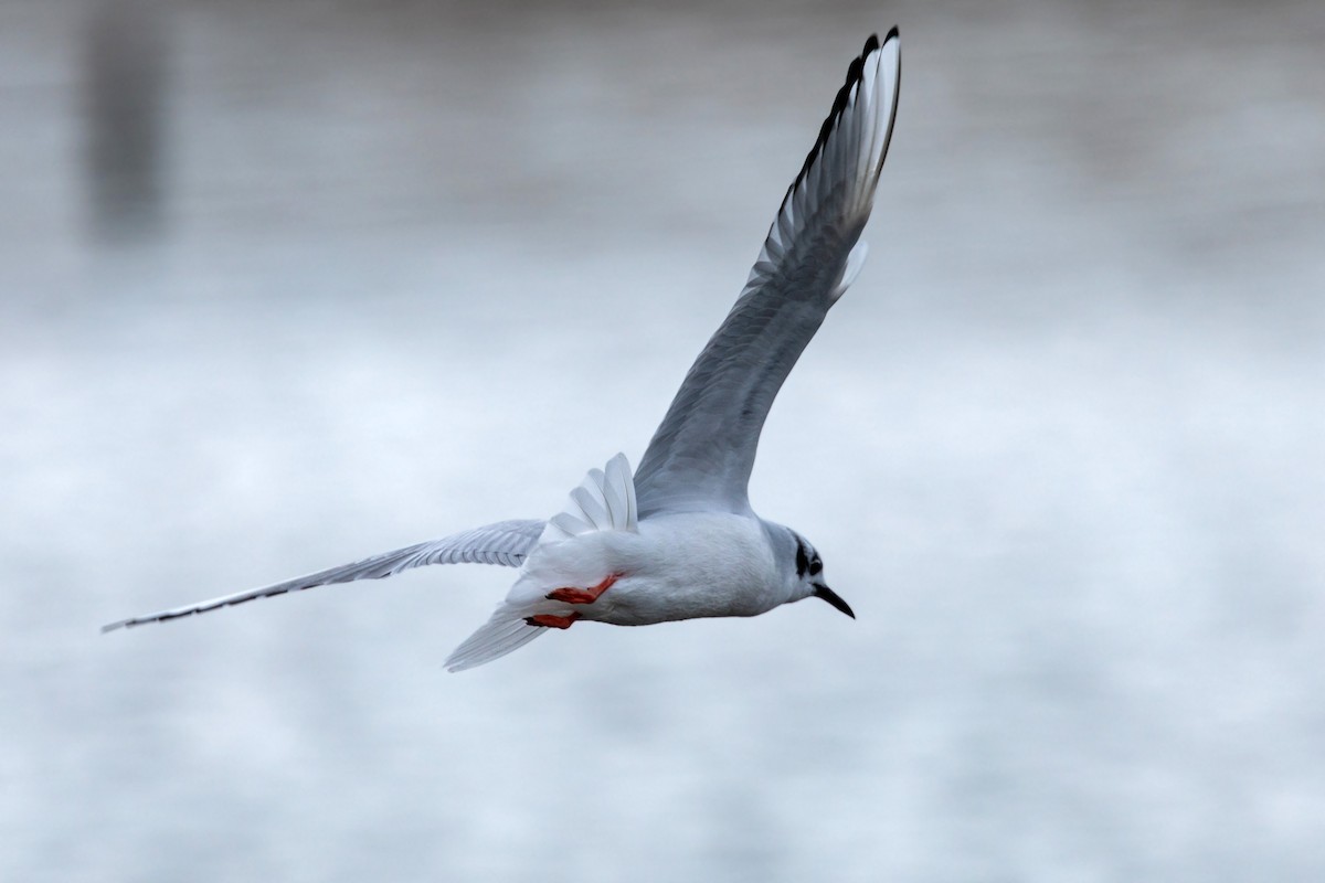 Bonaparte's Gull - William Clark