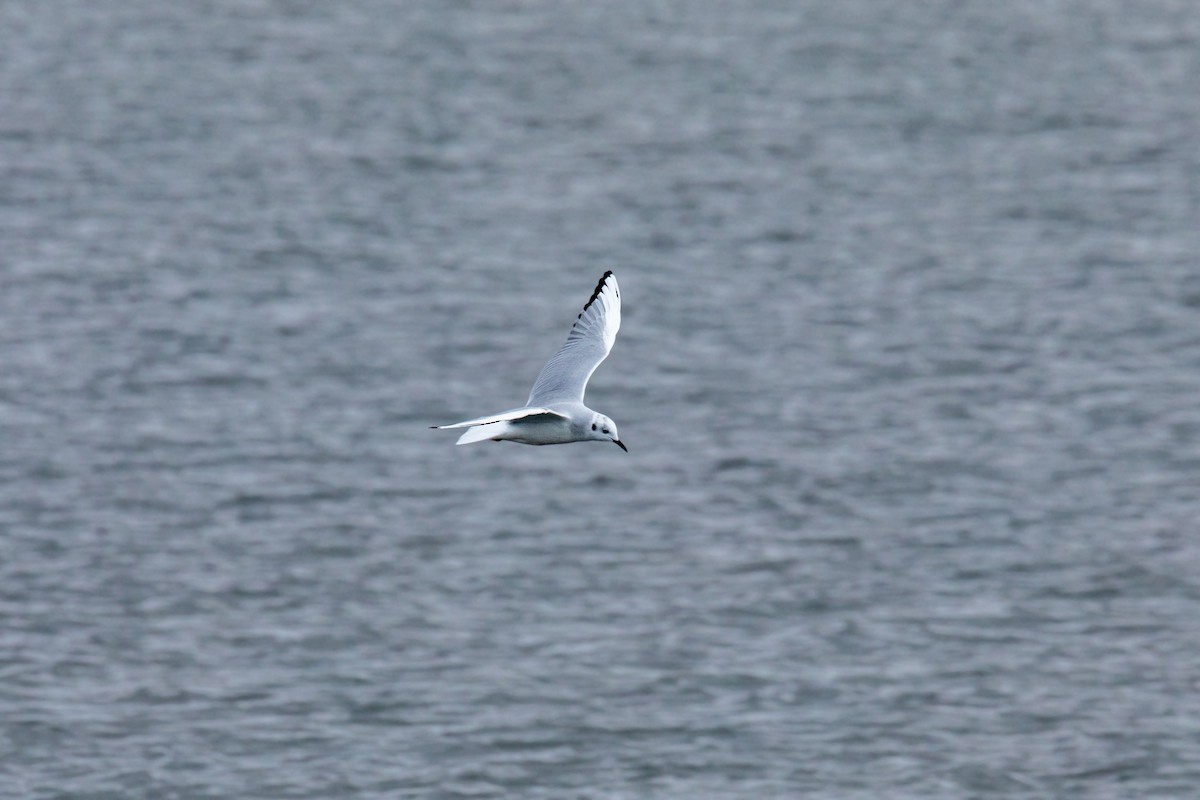 Bonaparte's Gull - William Clark