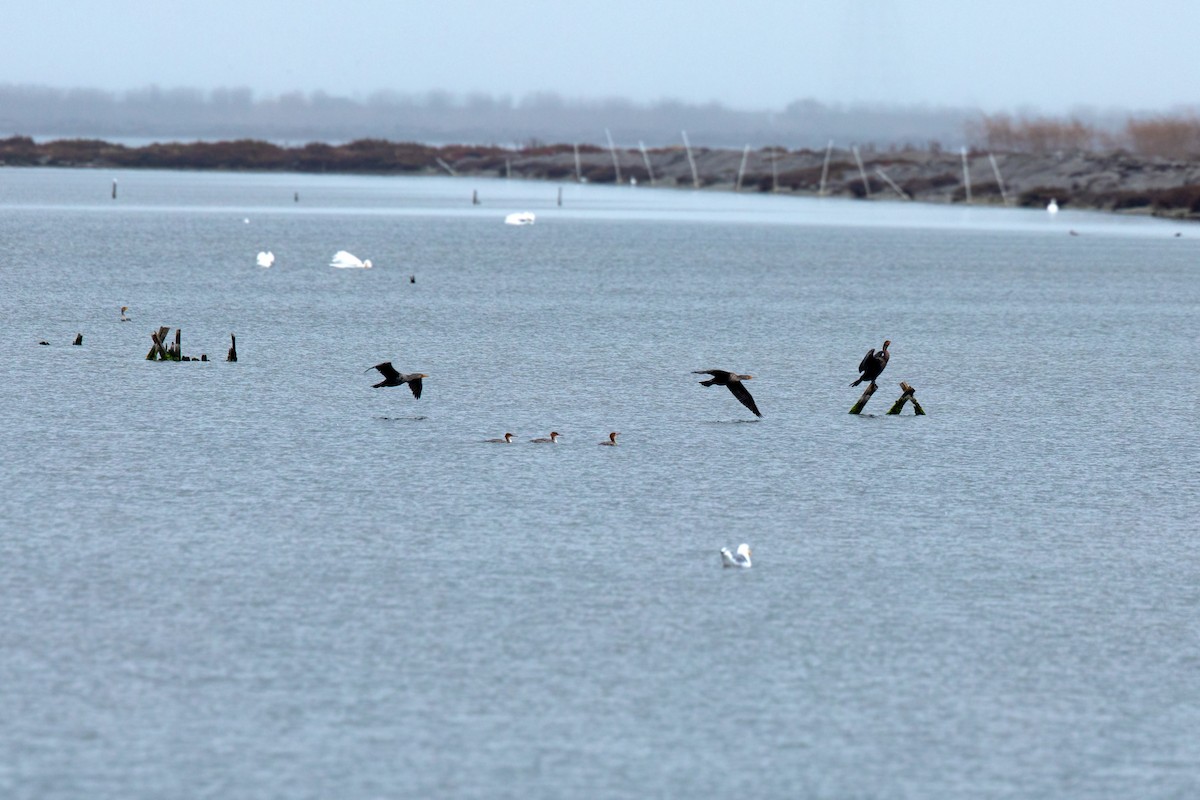 Red-breasted Merganser - William Clark