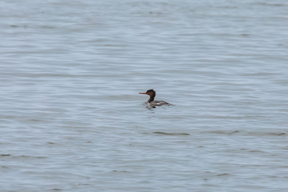 Red-breasted Merganser - William Clark